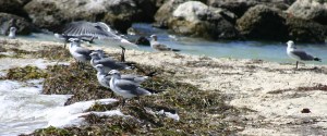 Key West sea gulls